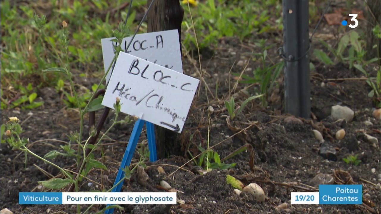 En Charente, un domaine viticole teste une alternative au désherbage chimique
