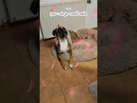 elle a adoré ce repas Royal 👸🏻👰🏻‍♀️💍🤣 #chien #bergercreole #pets #nala #mariage#puppy#animaux#humour