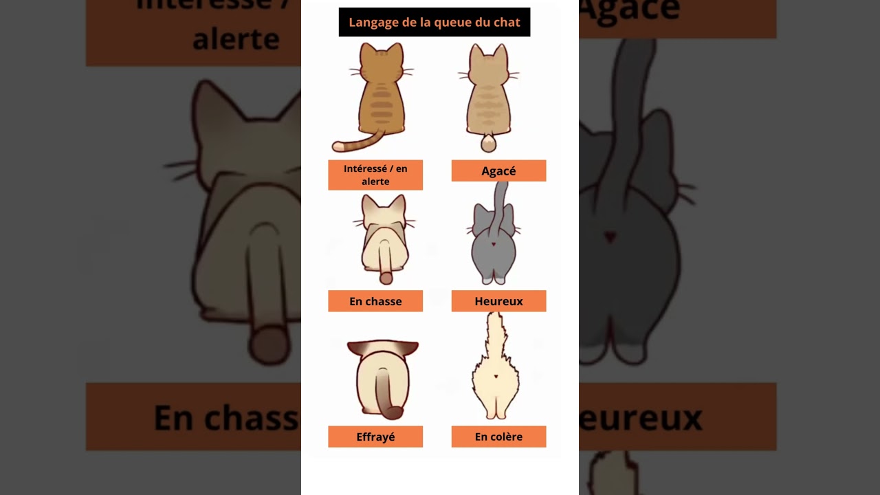 Comprendre le Comportement de Votre Chat Par Sa Queue